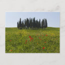 Recherche de paysage toscane cartes postales Italie