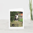Recherche de écaille vœux cartes Chat