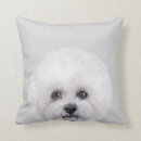 Recherche de bichon coussins Chiot