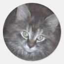 Recherche de torbie Chaton