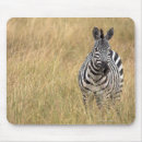 Recherche de kenya tapis souris Regarder l'appareil photo