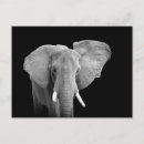 Recherche de african elephant cartes postales Animal
