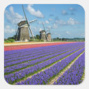 Recherche de jacinthes autocollants Nature