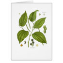 Recherche de poivre noir cartes postales Épice