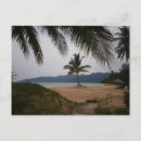 Recherche de cocotier cartes postales Plage