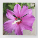 Zoek naar roze hibiscus klokken Natuur