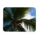 Recherche de palmiers tropicaux magnets Île