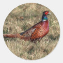 Recherche de faisan autocollants Oiseau