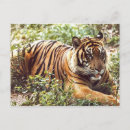 Recherche de tigre sumatran cartes postales Faune
