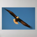 Recherche de oiseaux proie posters Vol