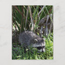 Recherche de cocon cartes postales Photographie