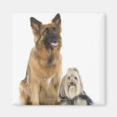 Recherche de petit chien magnets Canin