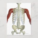 Recherche de muscle humain posters Épaule