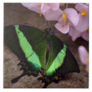 Zoek naar butterfly tegels Vlinder