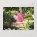 Recherche de multiples cartes postales Coloré