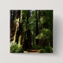 Recherche de fougère badges Séquoias