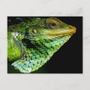 Recherche de photo de lézard cartes postales Iguana