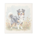 Recherche de chien berger australien blocsnotes Aussie