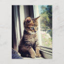Recherche de chaton tigré cartes postales Chat domestique
