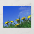 Recherche de dandelion cartes postales Flore