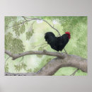 Zoek naar haan posters Vogel