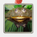 Recherche de de grenouille ornements Faune