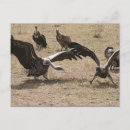 Recherche de vautour cartes postales Nature