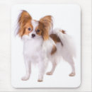Recherche de chien papillon tapis souris Chiot