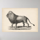 Recherche de croquis de lion posters Faune