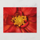 Recherche de dahlia cartes postales Floral