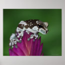 Recherche de amphibie posters Nature