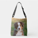 Recherche de bergers australiens accessoires Chiens