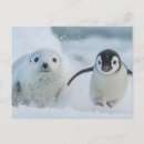 Recherche de jeune animal cartes postales Manchot