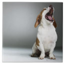 Recherche de races de chien carreaux Chiens