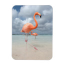 Recherche de flamant magnets Tropical