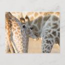 Recherche de camelopardalis de giraffa Animal