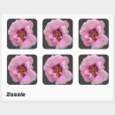 Recherche de carré de pourpre Beauté