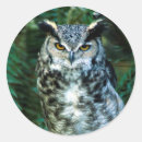 Recherche de le hibou autocollants Oiseaux