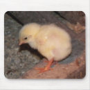 Recherche de poussin jaune tapis souris Chic