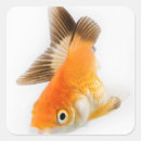 Recherche de humour animal autocollants Orange
