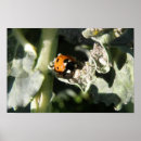 Recherche de insecte mignon posters Adorable