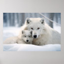 Zoek naar wolfs posters Schoonheid