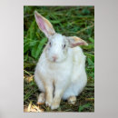 Zoek naar witte konijn posters Dier