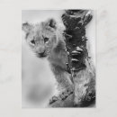 Recherche de le petit chat blanc cartes postales Mignon