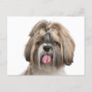 Recherche de shitzu vœux cartes Shih tzu