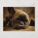Recherche de french bulldog Cute