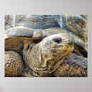 Recherche de animaux sauvages mignons posters Pour tous