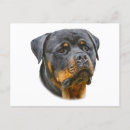 Zoek naar rottweiler puppy briefkaarten Waterverf