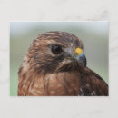 Recherche de oiseau rouge cartes postales Rapaces