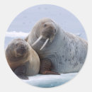 Recherche de océan arctique autocollants Bébé
